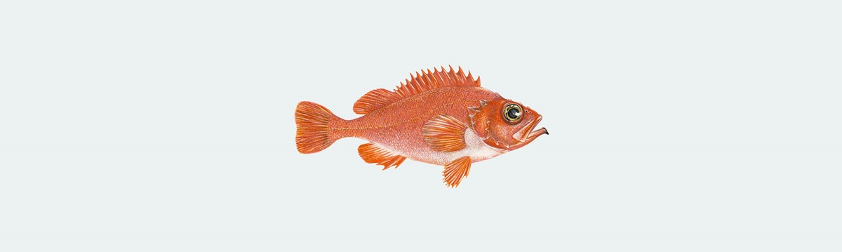 Redfish (Sebastes mentella/Sebastes marinus) - Faroe Islands Seafood